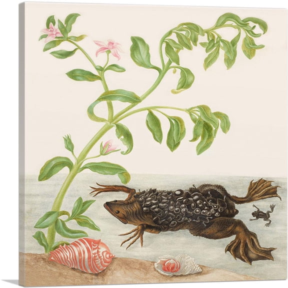 ARTCANVAS Shoreline Purslane and Suriname Toad 1702 Canvas Art Print by Maria Sibylla Merian - Size: 26" x 26" (1.50" Deep)