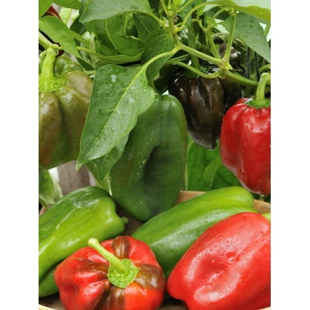 Freshly Picked Home Grown Greenhouse Peppers 'Lany', Freshly Picked in Bowl, Ready for Kitchen, UK Print Wall Art By Gary Smith ()