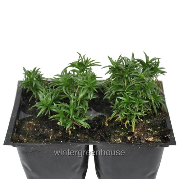 Phlox Subulata Eye Shadow, Creeping Phlox, Moss Phlox - Pot Size: 4x 2.63x1.72x2.75" - Ground Cover Plants, Plants