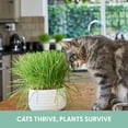 thumbnail image 4 of The Cat Ladies Cat Grass Growing Kit for Indoor Cats includes Grow Bags, Soil and Seeds, 3 Pack, 4 of 8