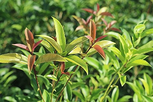 Perfect Plants Tea Olive Live Plant, 1 gallon, Includes Care Guide