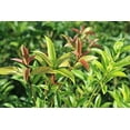 thumbnail image 3 of Perfect Plants Tea Olive Live Plant, 1 gallon, Includes Care Guide, 3 of 5