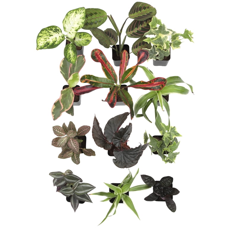 2IN Easy to Grow Live House Plants (12-pack)