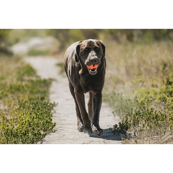 Chuckit! Air Fetch Rubber Dog Ball Interactive Dog Toy, Extra-Large XL 3.5" for Dogs 60-90 lb, Pack of 1, Orange