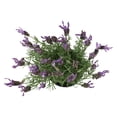 thumbnail image 4 of Lavendar Spanish Blue-Purple|2.5 QT Grow Pot| Full Sun to Partial Shade| By Altman Plants, 4 of 6