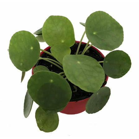 Hirt's Gardens Chinese Money Plant - Pilea peperomiodes - 2.5" Pot