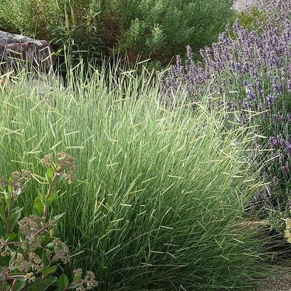 Outsidepride Blue Grama Native Grass Plant Seeds, Drought Tolerant