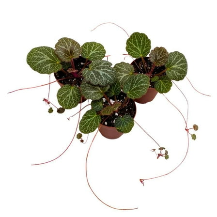 Florida House Plants Begonia Creeping Saxifraga Stolonifera Live Plants in 2" Pots (3 Count)