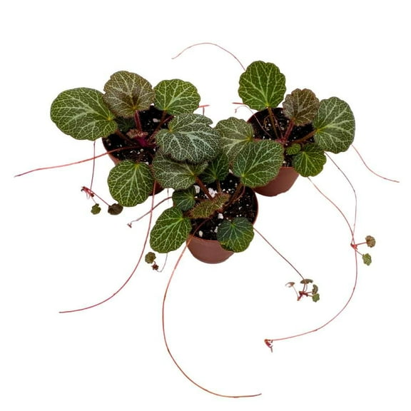 Florida House Plants Begonia Creeping Saxifraga Stolonifera Live Plants in 2" Pots (3 Count)