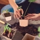thumbnail image 4 of Plantas de macetas de Copa biodegradable Sharpla 80 piezas, 4 of 8
