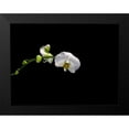 thumbnail image 2 of Stalowy, John 24x19 Black Modern Framed Museum Art Print Titled - Cattileya Orchid, 2 of 5