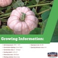 thumbnail image 2 of Harris Seeds - Pumpkin Porcelain Doll F1 Seeds - Large. Blocky Fruits -  250 Seeds, 2 of 7
