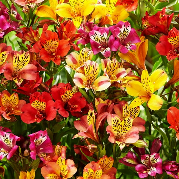 30  Mixed Alstroemeria Seeds for Planting MVR1 Outdoors-Perennial Peruvian Lily Flowers Planting for Garden Borders Containers Deer Resistant