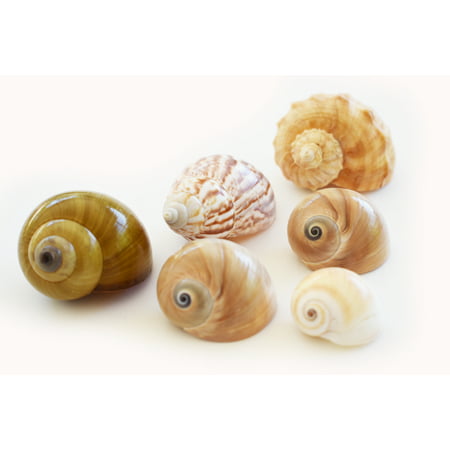 6 Medium to Large Shell Hermit Crab Changing Set - Select Shells - 3/4-1 1/2+ opening - Land Snail, Moon and Conch (Best Hermit Crab Shells)
