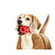 thumbnail image 2 of Pelota masticable para perros - Juguete de entrenamiento para perros - Pelota de golosinas para perros - Pelota para perros grandes y pequeños - Apto para cachorros - Hecho de caucho natural y no tóxi JFHHH pequeña, 2 of 3