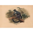 thumbnail image 2 of Joseph Wolf 14x11 Black Ornate Wood Framed Double Matted Museum Art Print Titled: The Black-Fronted Lemur (1861-1867), 2 of 5