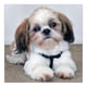 thumbnail image 1 of 5D DIY diamante pintura perro Cruz puntada bordado pared arte costura Kit FLhrweasw Nuevo, 1 of 9
