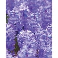 thumbnail image 2 of Fay, Mela 26x32 White Modern Wood Framed Museum Art Print Titled - Purple II, 2 of 4