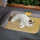 thumbnail image 5 of Cama refrescante de 40 x 50 cm para gatos de interior con almohada de cuero. Cama refrescante para verano, hecha con telas de lujo, mantiene fresco a gatitos y gatos pequeños. Cama universal para, 5 of 8