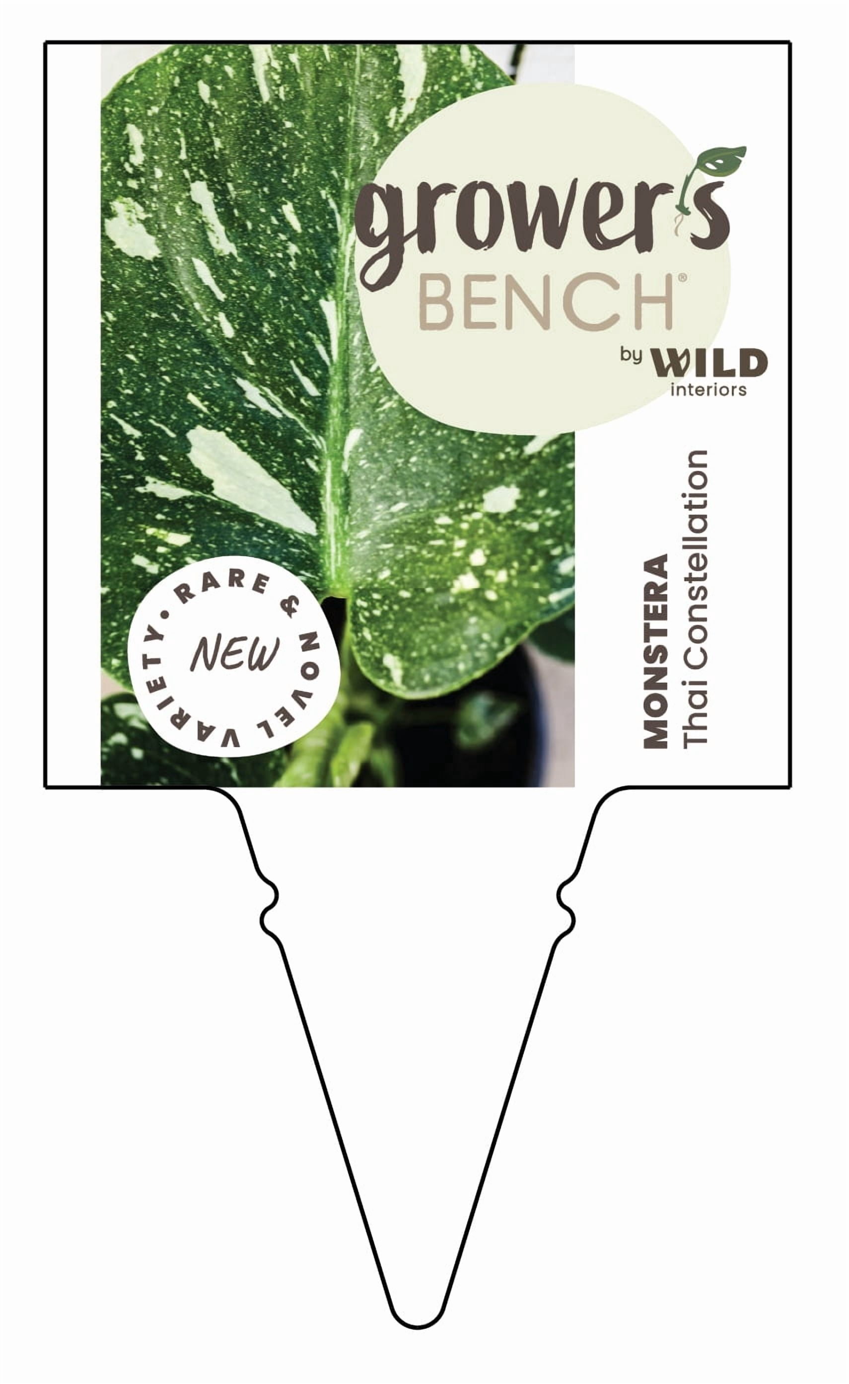 Wild Interiors Thai Constellation Green & Cream Monstera in 5" Decorative Fiber Clay