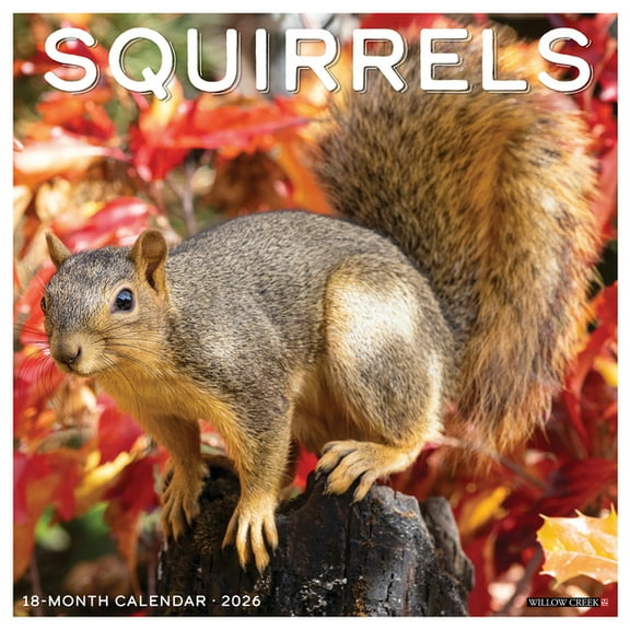 Squirrels 2026 Wall Calendar, (Paperback)