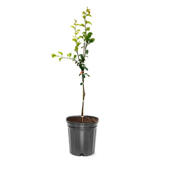 Expert Gardener 2-3 ft. tall Baldwin European Pear Live Tree in 5-Gallon Grower Pot