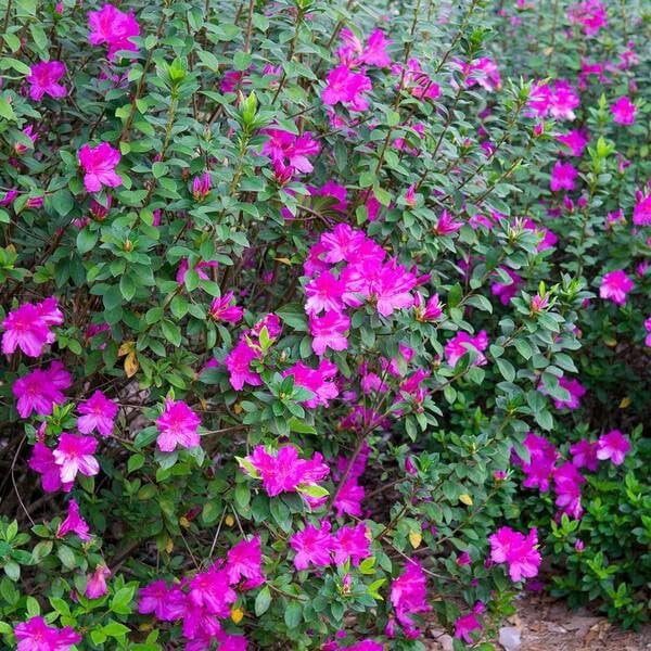 Purple Formosa Azalea  3 Live Plants  Rhododendron Formosum  Lush Flowering Shrub  Hardy Garden Landscape Accent  Vibrant Spring Blooms