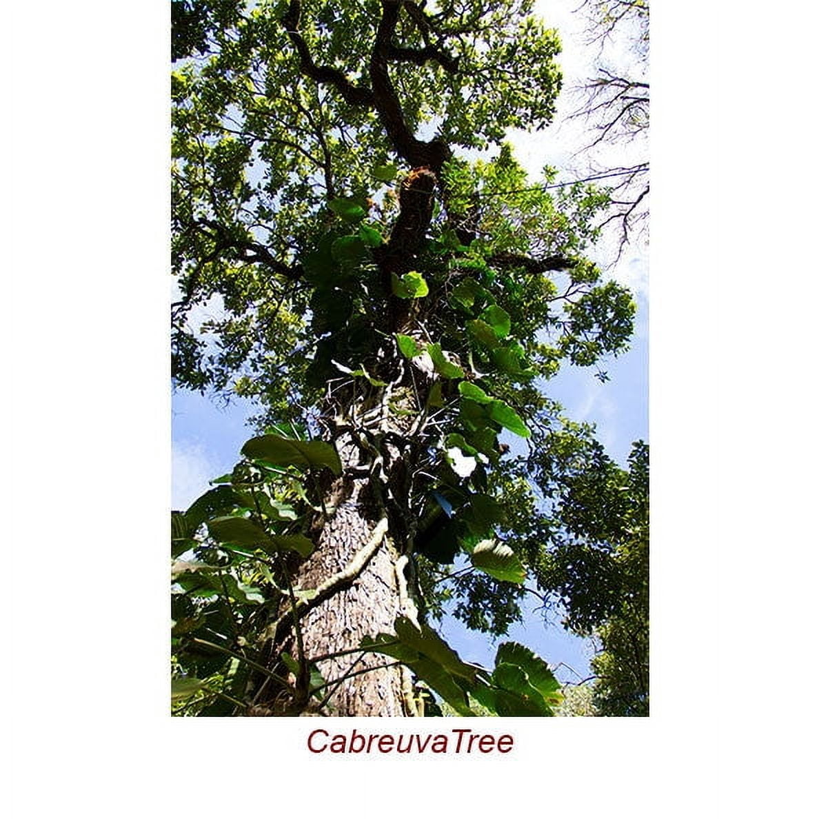 Cabreuva Wild Crafted Essential Oil 1 fl oz (30 ml) - 100% Pure and Natural by Silky Scents