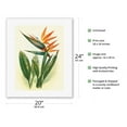 thumbnail image 2 of Hawaiian Bird of Paradise - Vintage Hawaiian Airbrush Art by Ted Mundorff c.1940s - Fine Art Rolled Canvas Print (Unframed) 16in x 20in, 2 of 4