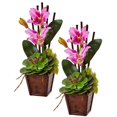 thumbnail image 1 of Cattleya Orchid & Succulent Arrangement - Purple, Set of 2, 1 of 1