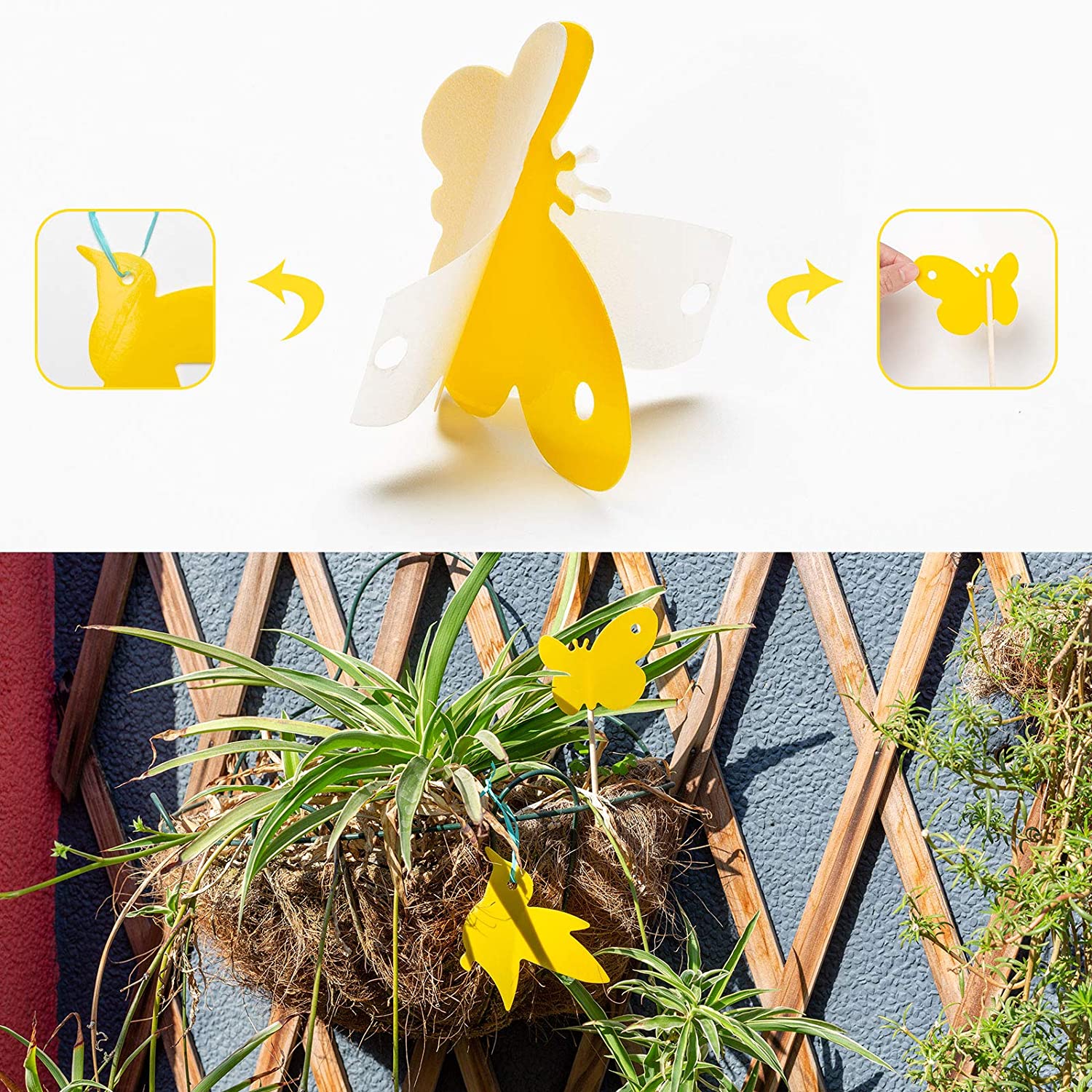 USKICH 1 48PcS Fruit Fly Sticky Traps, Fungus gnat Traps Insect Trap for  Plants Kitchen Indoor and Outdoor(48 Lemon Yellow )