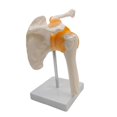thumbnail image 1 of Modelo de articulación de hombro con ligamentos Características Clavícula, húmero y escápula para demostración anatómica Escuela Estudio Enseña Baoblaze Modelos de articulación del hombro, 1 of 8