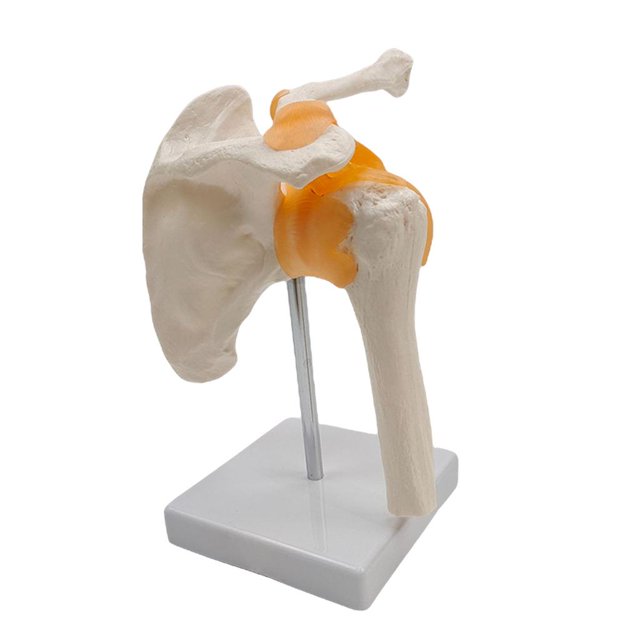 Modelo de articulación de hombro con ligamentos Características Clavícula, húmero y escápula para demostración anatómica Escuela Estudio Enseña Baoblaze Modelos de articulación del hombro