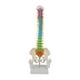 thumbnail image 2 of Modelo de vertebral humana Modelo anatómico con soporte Modelo de pelvis Modelo de esqueleto Médula espinal flexible para estudiantes de, 2 of 8