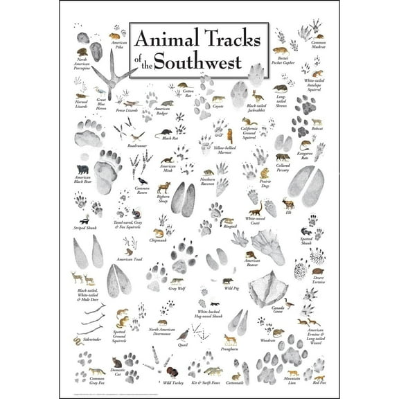 Animal Tracks of the Southwest - Poster Student Animal Poster Birthday Gift Children's Room Poster Bedroom Decor Office Decor Gifts