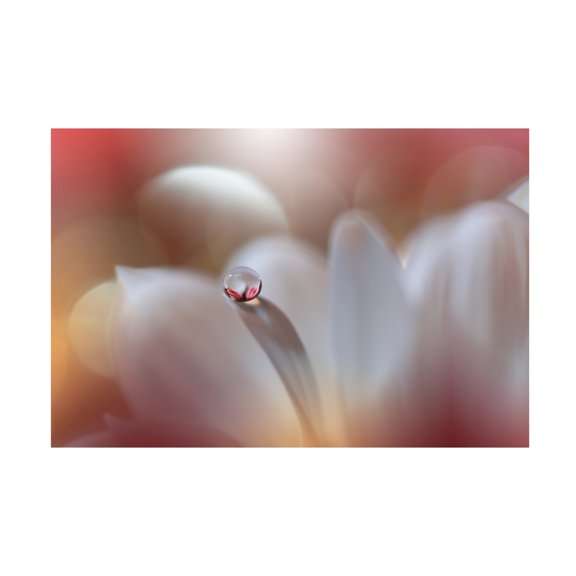 Canvas Wall Art - Juliana Nan 'Enigma ' Wall Art for Living Room, Bedroom, or Office D?cor by Trademark Fine Art - 19 x 12 Inches