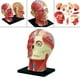 thumbnail image 5 of Modelo de Ensamblado en 4D Yotijar Juguete Educativo Cráneo Anatomía Extraíble Material Didáctico, 5 of 10