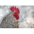 thumbnail image 2 of Chickens 14x11 Gold Ornate Wood Framed with Double Matting Museum Art Print Titled - Posing Rooster, 2 of 4