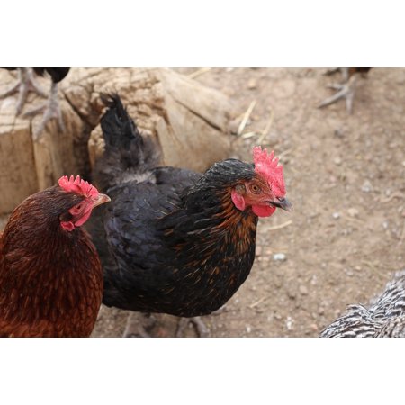 Acrylic Face Mounted Prints Hen Poultry Animal Chickens Chicken Coop Farm Print 14 X 11 Worry Free Wall Installation Shadow Mount Is Included