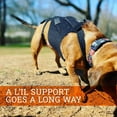 thumbnail image 4 of Adjustable Dog Back Bracer Support and Comfort for Your Furry Friend, 4 of 15