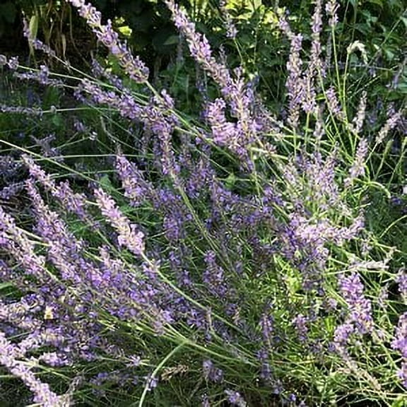 Lavender Plant, (Lavendula angustifolia) 2.5 inch pot