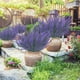 thumbnail image 5 of Lavanda Artificial De Plástico 10 plantas artificiales colgantes de plástico morado para decoración de interiores y exteriores, jardines, porches y terrazas. Rkxzt, 5 of 8