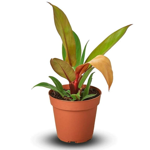 Philodendron Prince of Orange Live Plant for Indoor | Different Houseplants in 4'' & 6'' Pot | Real House Plant for Living Room, Office, Desk & Bathroom