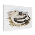 thumbnail image 4 of Trademark Fine Art Elizabeth Gould  Seabird Pairing IV Canvas Wall Art, 4 of 4