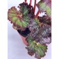 thumbnail image 3 of Harmony's Magic Dragon, Begonia Rex, 4 inch, Multicolor, Painted-Leaf Begonia, Unique Homegrown Exclusive, 3 of 9