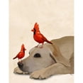 thumbnail image 3 of Fab Funky 15x18 Black Modern Framed Museum Art Print Titled - Labrador with Red Birds, 3 of 5