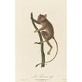 thumbnail image 3 of Jean-Baptiste Audebert 11x14 Black Modern Framed Museum Art Print Titled - Le Tarsier (1797), 3 of 5