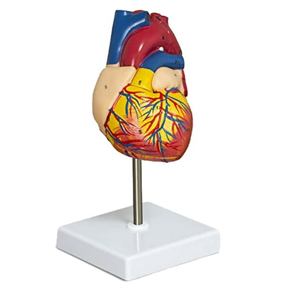 Heart Model, 2-Part Deluxe Life-Size Human Heart Model Anatomy with 34 Anatomical plastic00X4655