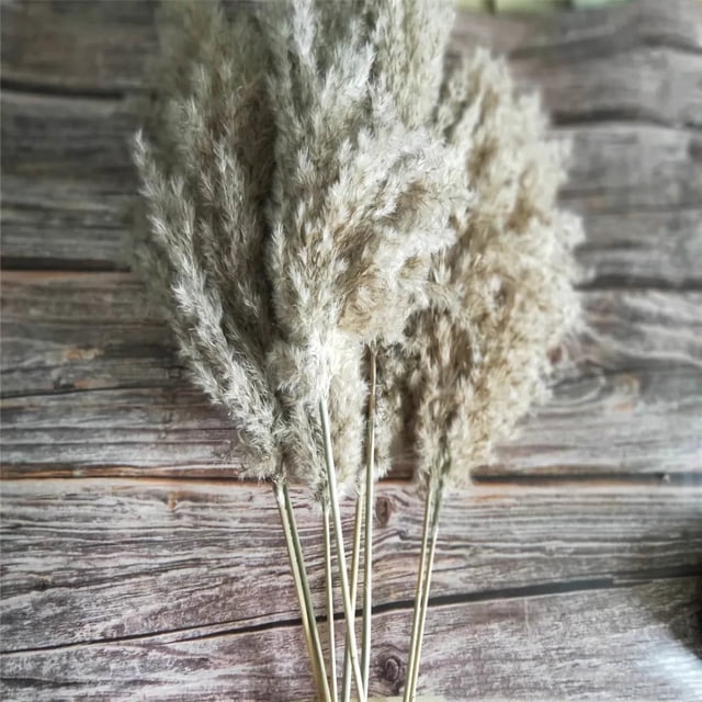 20 piezas de hierba de pampa pequeña seca natural, pluma de caña, phragmites communis, ramo de flores de boda, decoración para el hogar de 20 pulgadas de alto