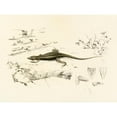thumbnail image 2 of Sir Andrew Smith 14x12 Black Ornate Wood Framed Double Matted Museum Art Print Titled: Platysaurus Capensis (1838-1849), 2 of 5